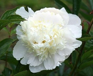 Bijūnas 'Princess Bride'