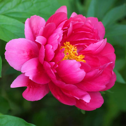 Bijūnas 'Raspberry Charm'
