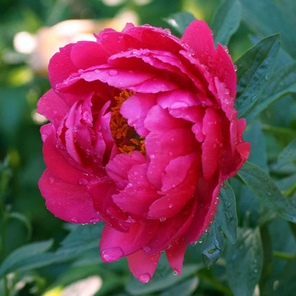 Bijūnas 'Raspberry Charm'