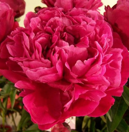 Bijūnas 'Red Sarah Bernhardt'