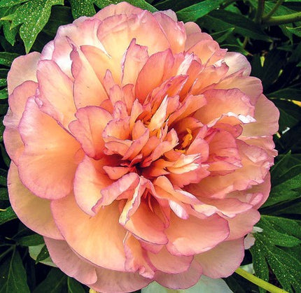 Bijūnas 'Scrumdiddlyumptious'