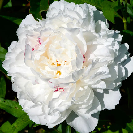 Bijūnas 'Vogue'
