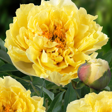 Bijūnas 'Yellow Crown'