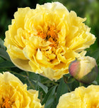 Bijūnas 'Yellow Crown'