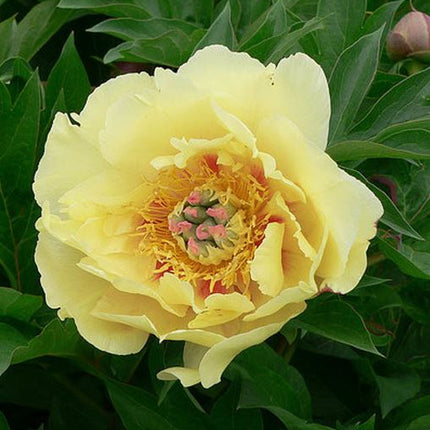 Bijūnas 'Garden Treasure'