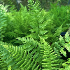 Collection image for: Blužniapaparčiai