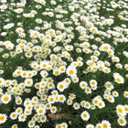 Bobramunis karpatinis 'Karpatenschnee'