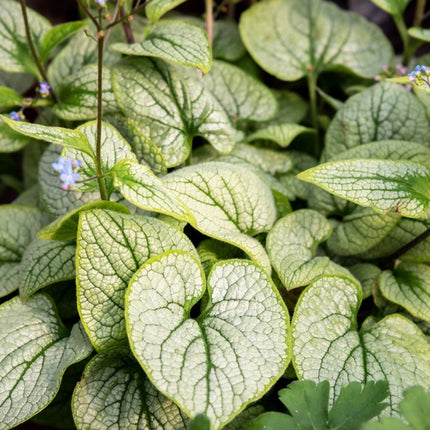Brunera stambialapė 'Little Heart'
