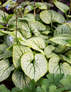 Brunera stambialapė 'Little Heart'
