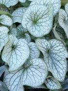Brunera stambialapė 'Alexander's Great'