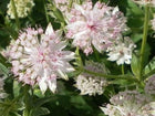 Astrancija didžioji 'Buckland'