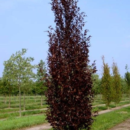 Bukas paprastasis 'Dawyck Purple'