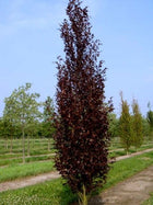 Bukas paprastasis 'Dawyck Purple'