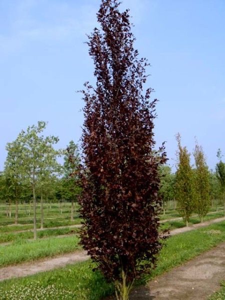 Bukas paprastasis 'Dawyck Purple'