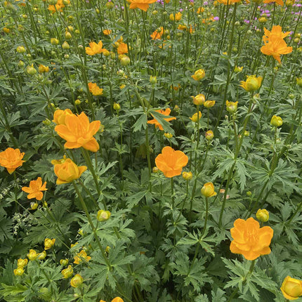 Burbulis kininis 'Golden Queen'