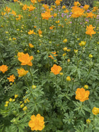 Burbulis kininis 'Golden Queen'