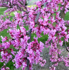 Cercis kanadinis