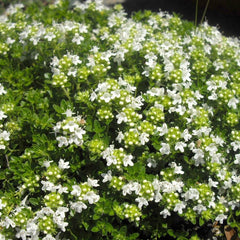 Collection image for: Čiobreliai