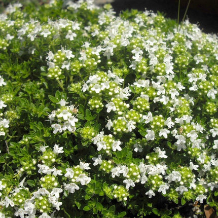 Čiobrelis ankstyvasis 'Albiflorus'