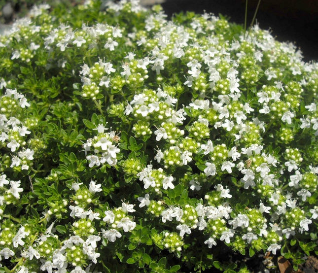 Čiobrelis ankstyvasis 'Albiflorus'