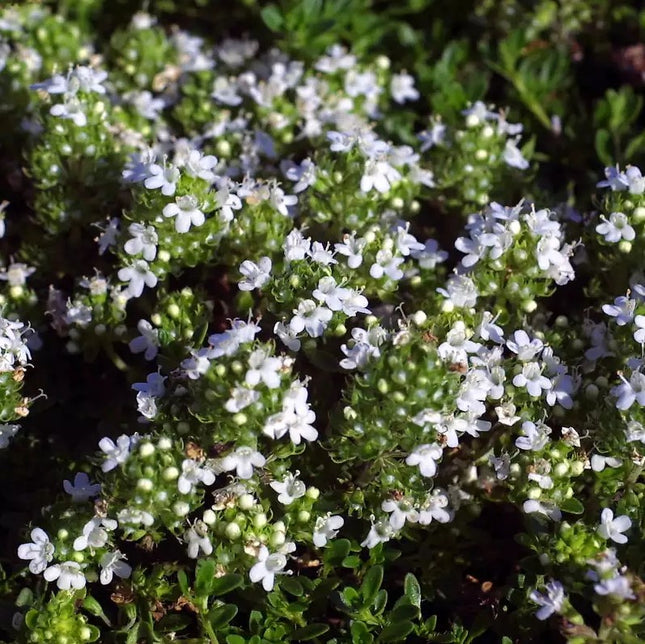 Čiobrelis ankstyvasis 'Albiflorus'