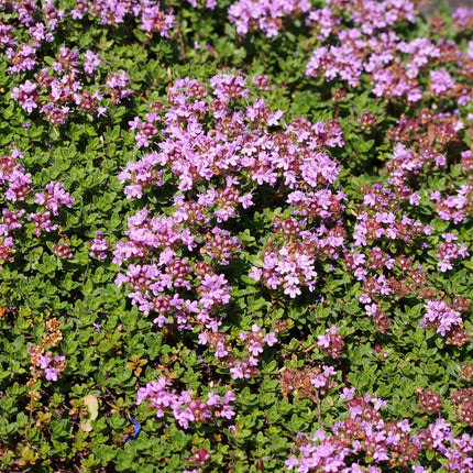 Čiobrelis ankstyvasis 'Coccineus'