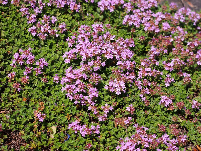 Čiobrelis ankstyvasis 'Coccineus'
