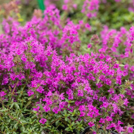 Čiobrelis ankstyvasis 'Red Carpet'