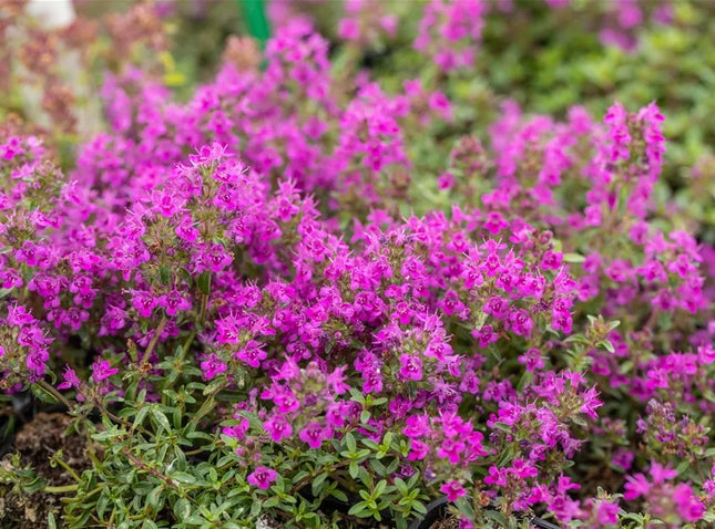 Čiobrelis ankstyvasis 'Red Carpet'