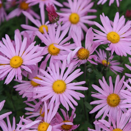 Chrizantema (daugiametė) 'Clara Curtis'