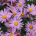 Chrizantema (daugiametė) 'Clara Curtis'