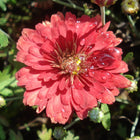 Chrizantema (daugiametė) 'Duchess of Edinburg'