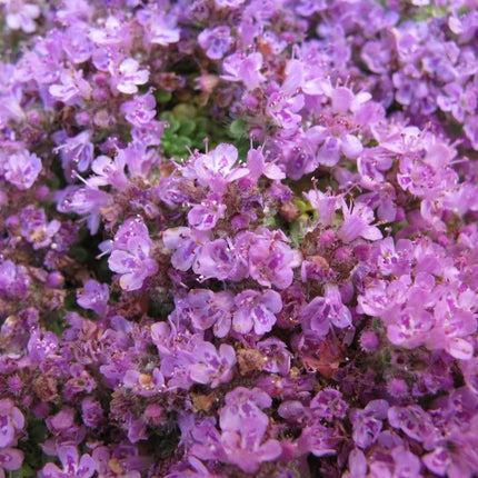 Čiobrelis ankstyvasis 'Minor'