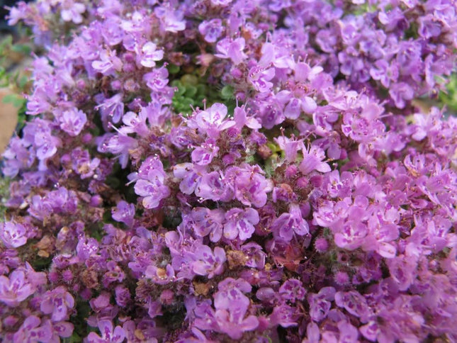 Čiobrelis ankstyvasis 'Minor'