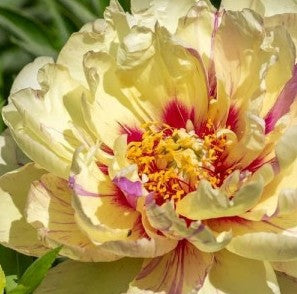 Bijūnas 'Court Jester'