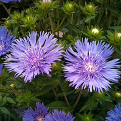 Collection image for: Dangūniai