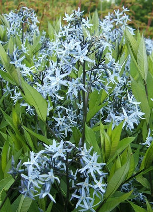 Dirktas amerikinis var. salicifolia