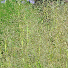 Collection image for: Drėbūnai