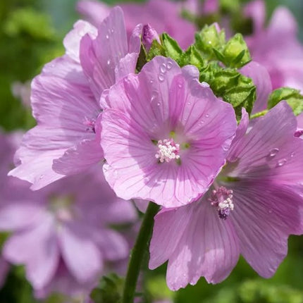 Dedešva kvapioji ' Rosea'