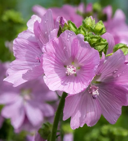 Dedešva kvapioji ' Rosea'