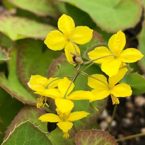 Epimedis 'Frohnleiten'
