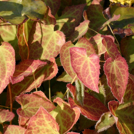 Epimedis 'Frohnleiten'