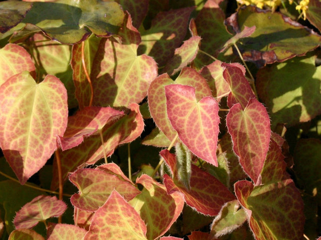 Epimedis 'Frohnleiten'