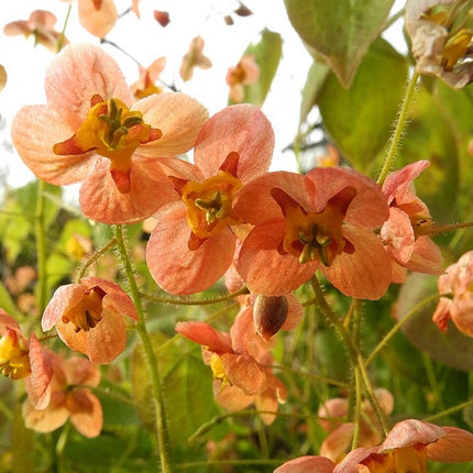 Epimedis 'Orangekönigin'