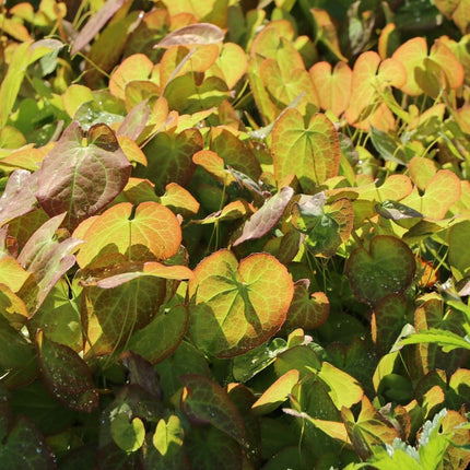 Epimedis 'Orangekönigin'