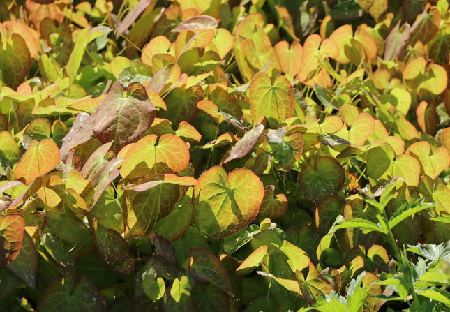 Epimedis 'Orangekönigin'