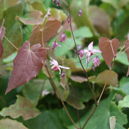 Epimedis 'Pink Elf'