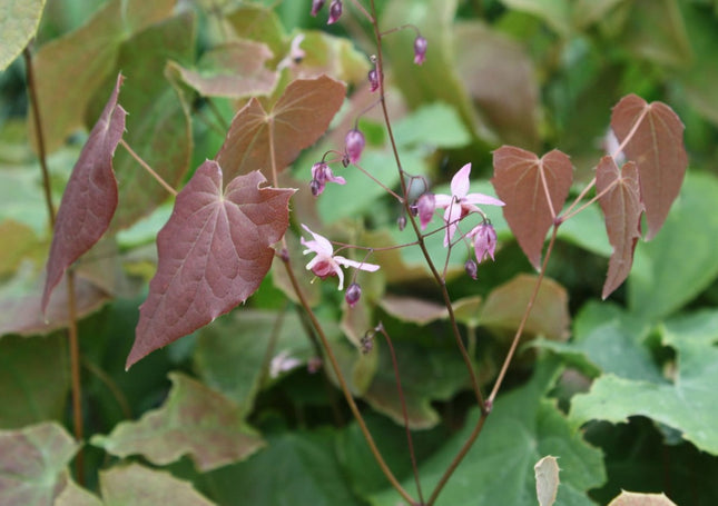 Epimedis 'Pink Elf'