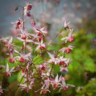 Epimedis 'Pink Elf'