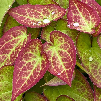 Epimedis raudonasis